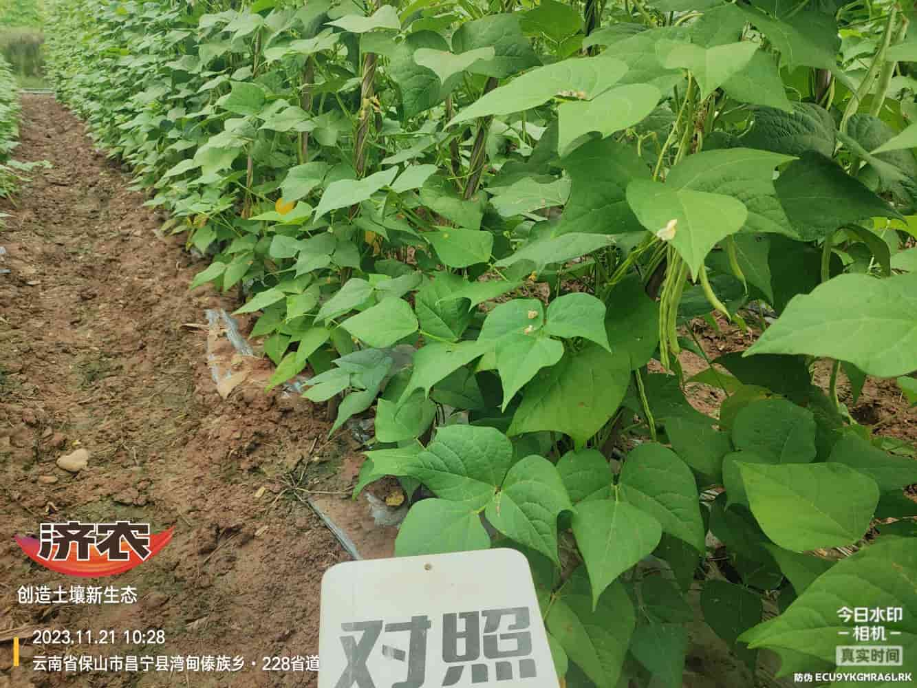 The effect of using agricultural products with gluten free beans in Baoshan, Yunnan(图5)