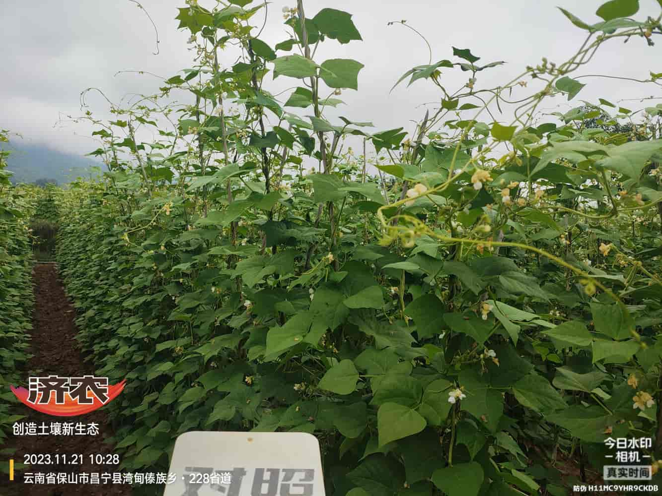 The effect of using agricultural products with gluten free beans in Baoshan, Yunnan(图3)