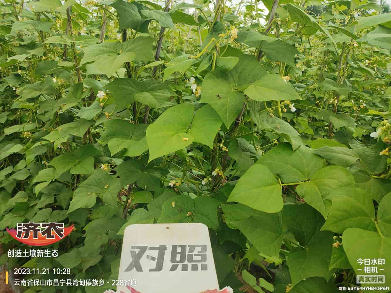 The effect of using agricultural products with gluten free beans in Baoshan, Yunnan(图7)