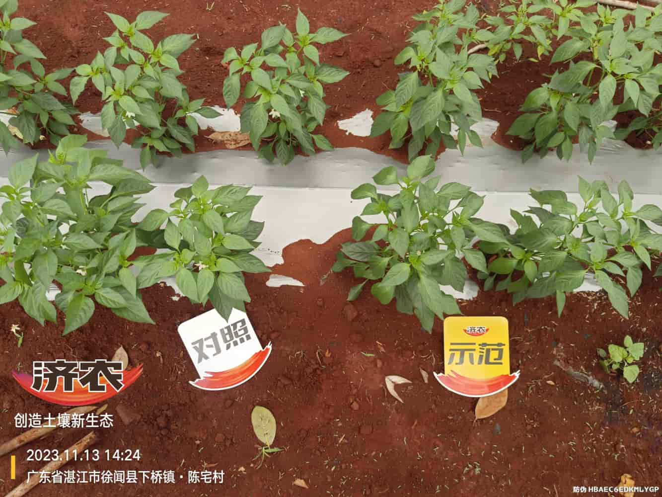 The effect of using Jinong Zhima power on Guangdong chili peppers(图5)