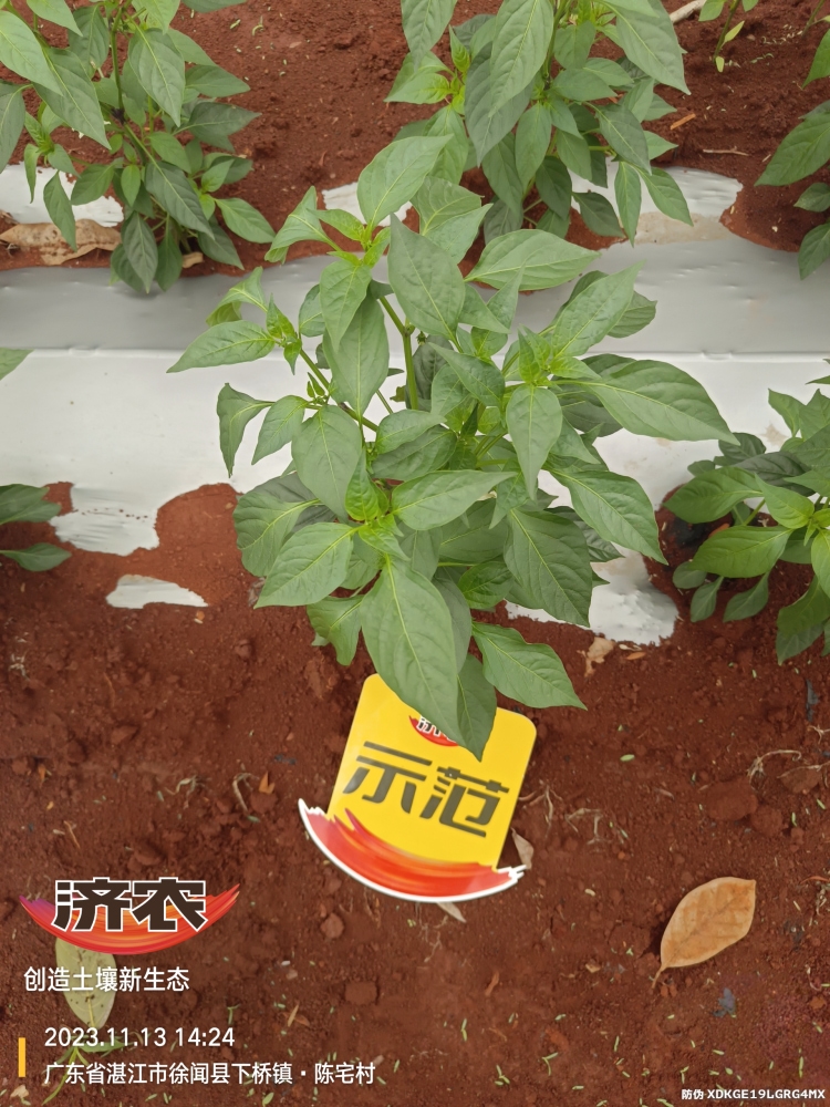 The effect of using Jinong Zhima power on Guangdong chili peppers(图3)