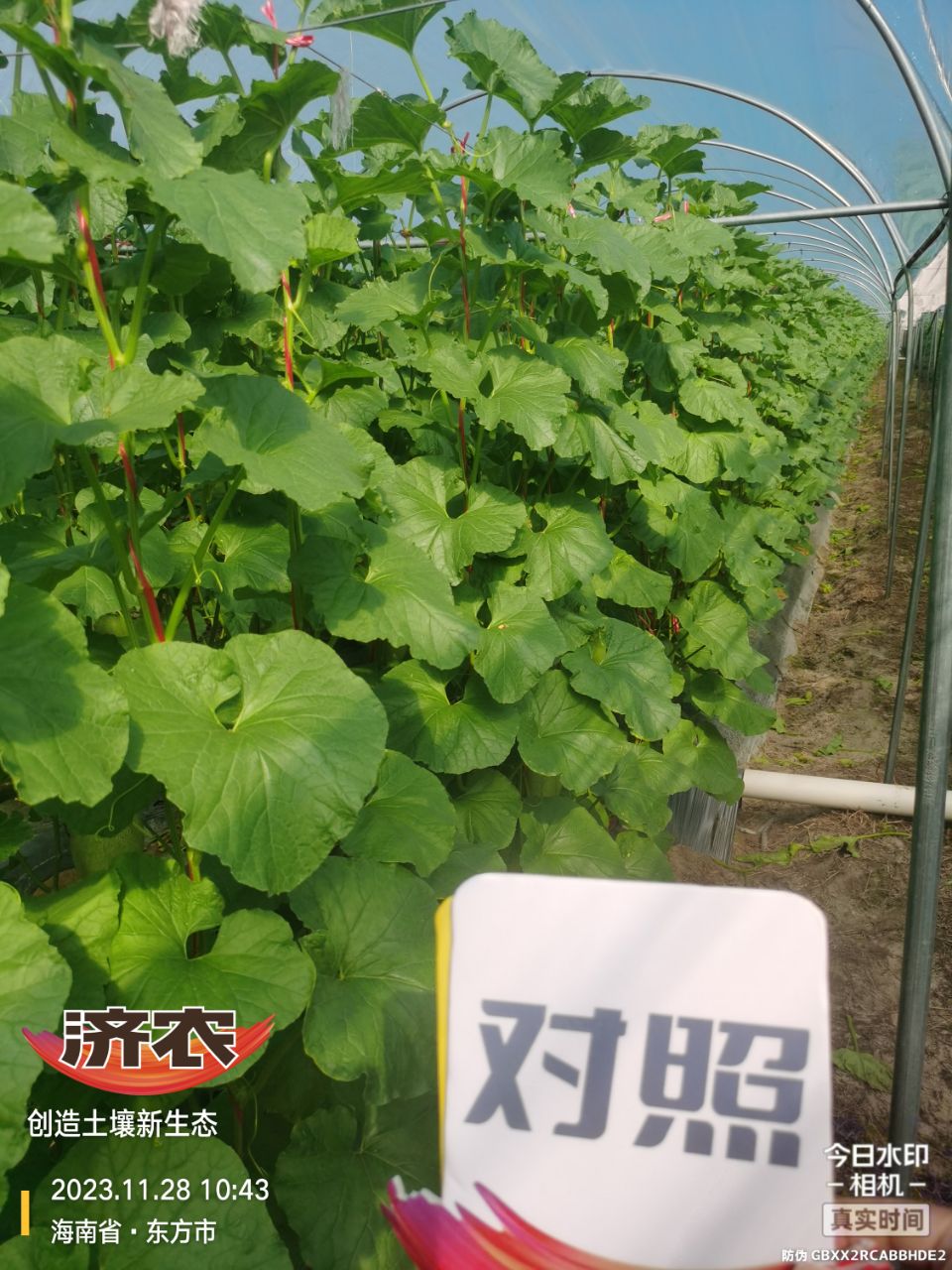 The effect of using agricultural products in Hainan cantaloupe(图2)