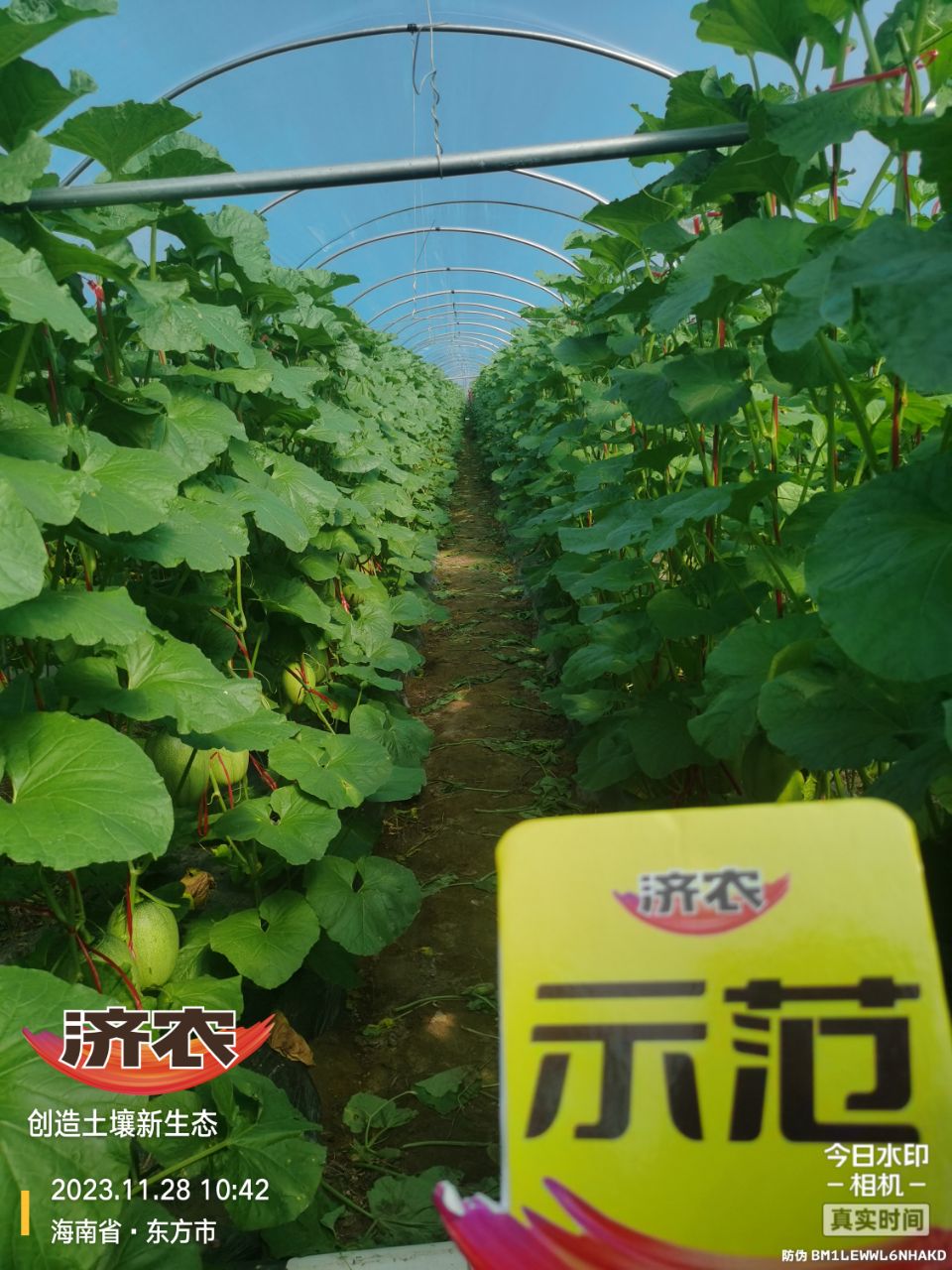 The effect of using agricultural products in Hainan cantaloupe(图1)