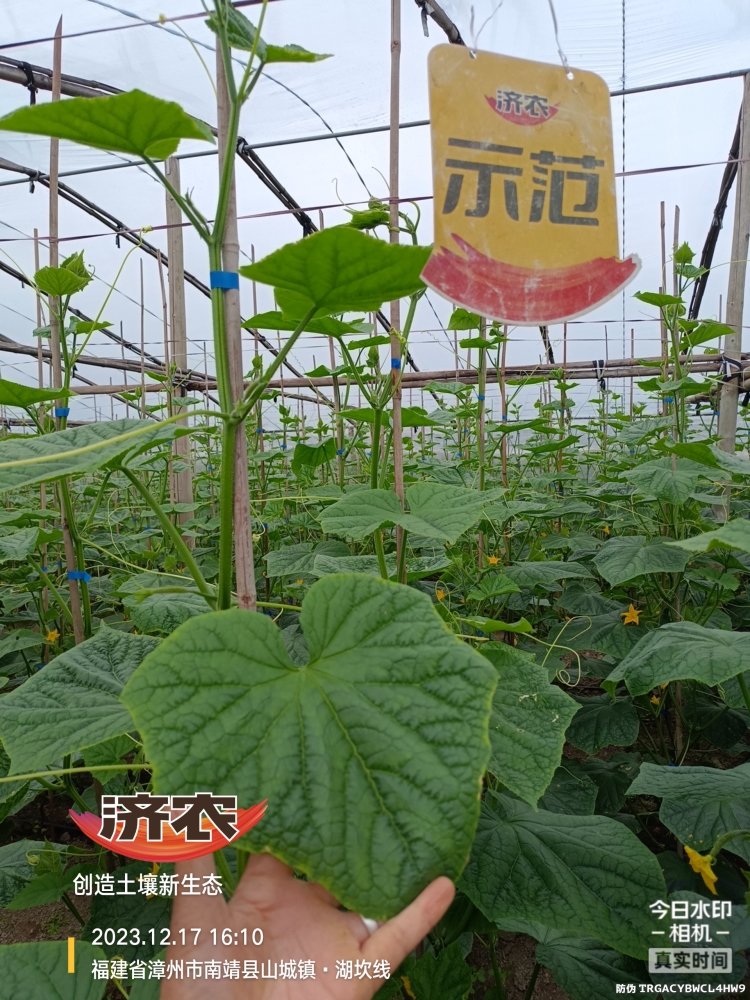 The effect of using agricultural products on Fujian cucumbers(图4)