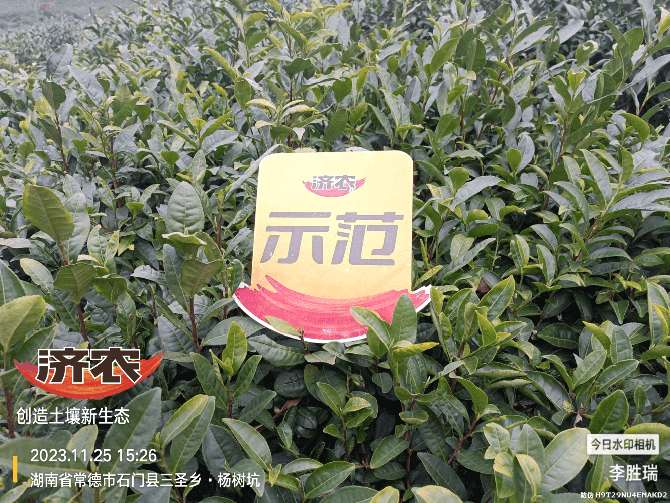 The Effect of Hunan Tea Using Jinnong Letu(图2)