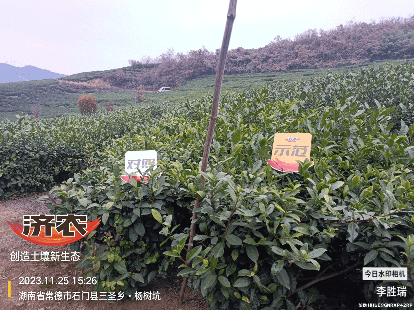 The Effect of Hunan Tea Using Jinnong Letu(图1)