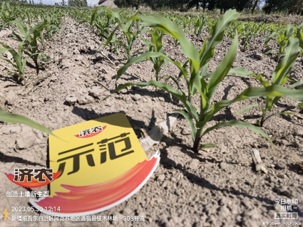 The effect of using agricultural products in Xinjiang corn(图4)