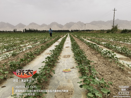 The effect of using agricultural products in Xinjiang cotton(图5)