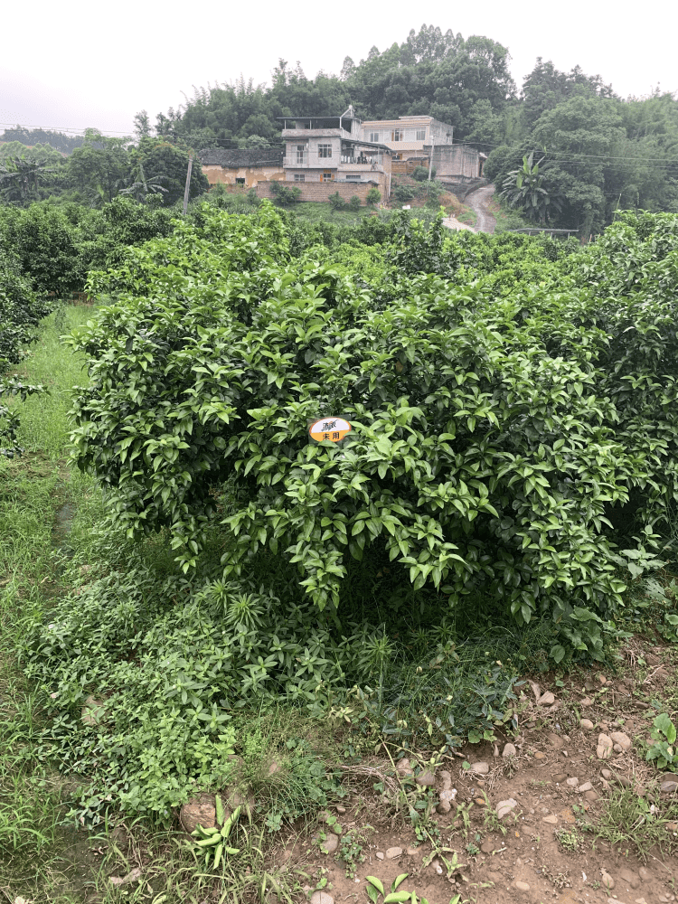 The effect of using Jinong Letu to improve yellowing in Guangxi citrus(图3)