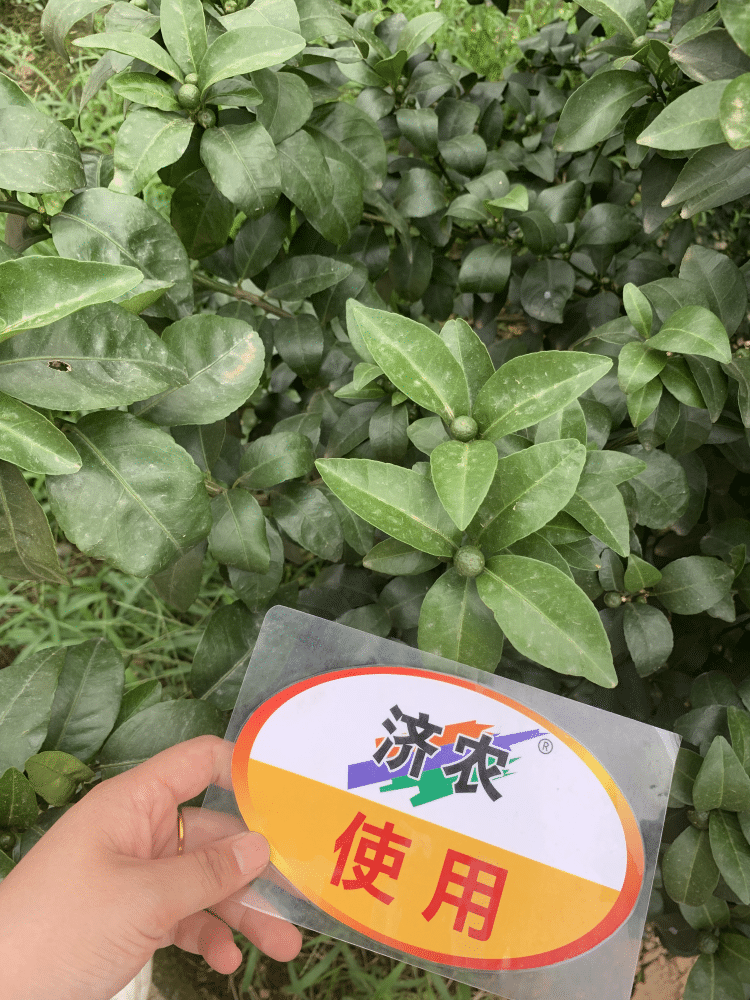 The effect of using Jinong Letu to improve yellowing in Guangxi citrus(图6)