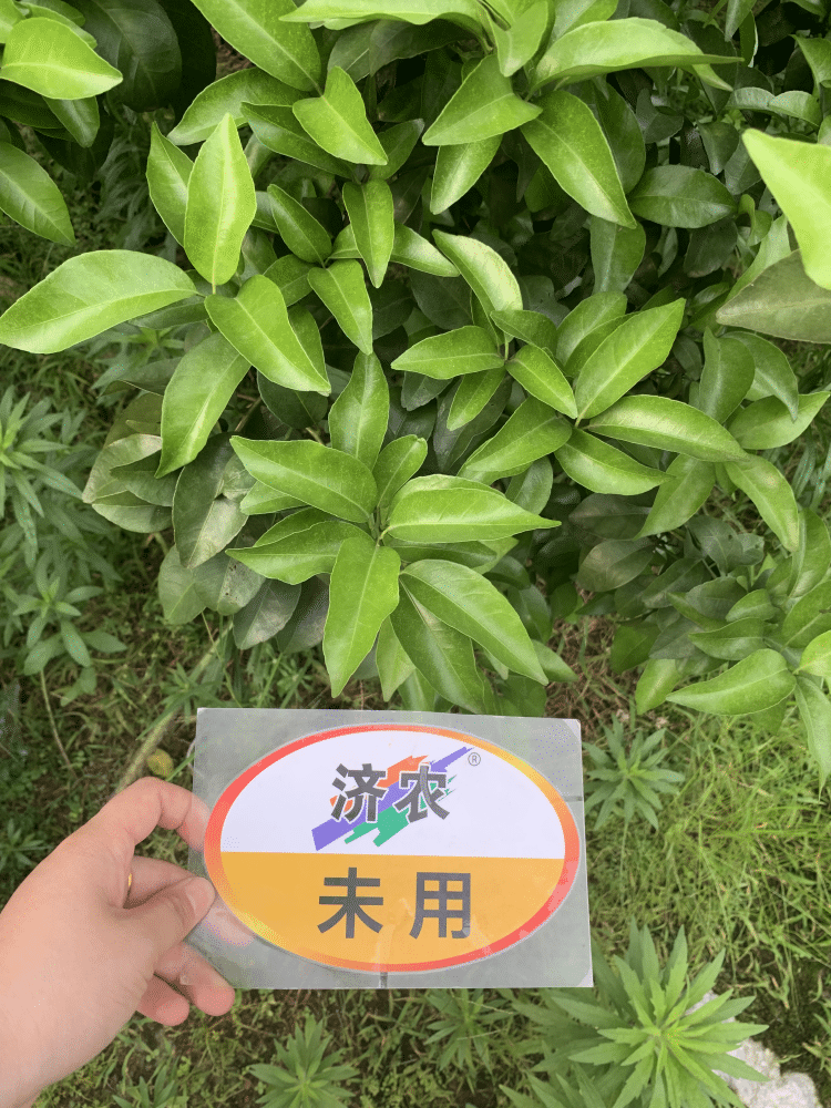 The effect of using Jinong Letu to improve yellowing in Guangxi citrus(图7)