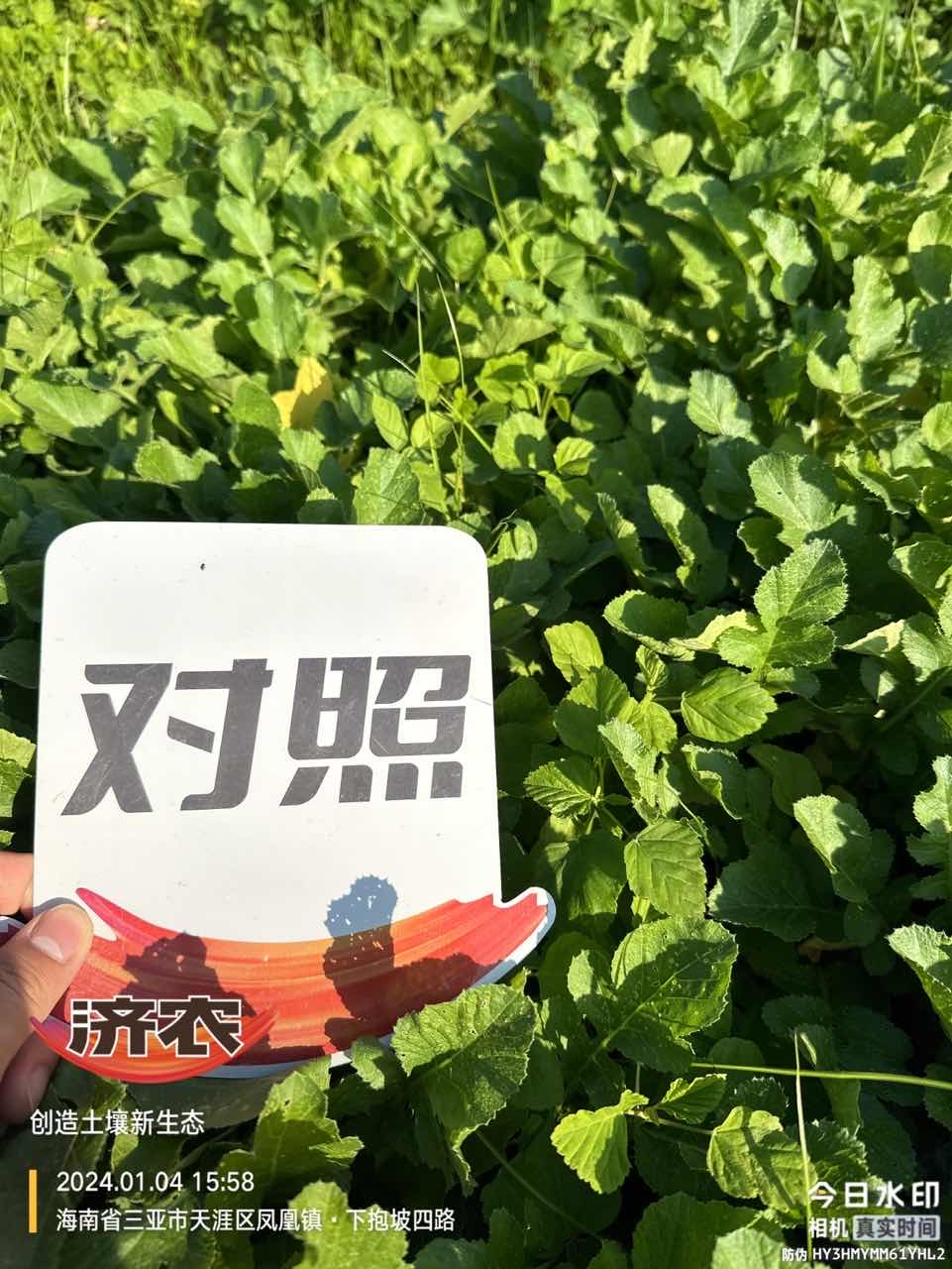 The effect of Jinong Letu on Hainan radish(图5)