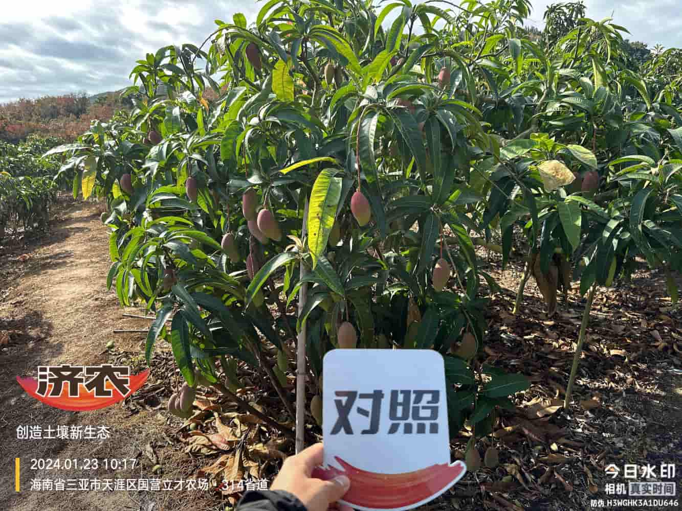 The Effect of Hainan Mango Using Agricultural Products(图2)