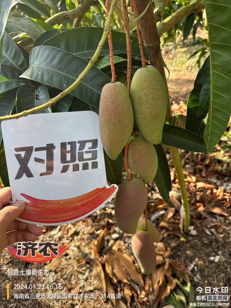 The Effect of Hainan Mango Using Agricultural Products(图4)