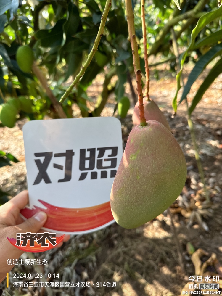 The Effect of Hainan Mango Using Agricultural Products(图6)