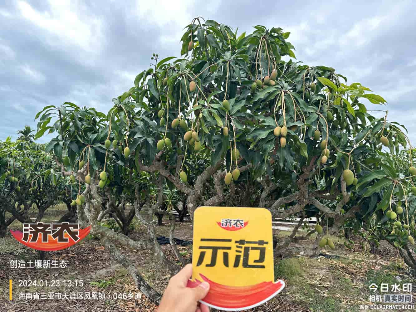 The Effect of Hainan Mango Using Agricultural Products(图1)