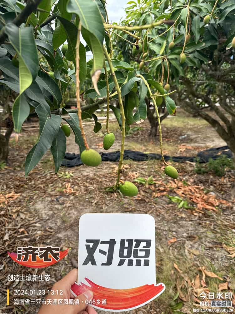 The Effect of Hainan Mango Using Agricultural Products(图4)