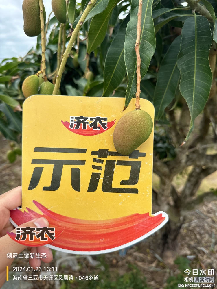 The Effect of Hainan Mango Using Agricultural Products(图5)