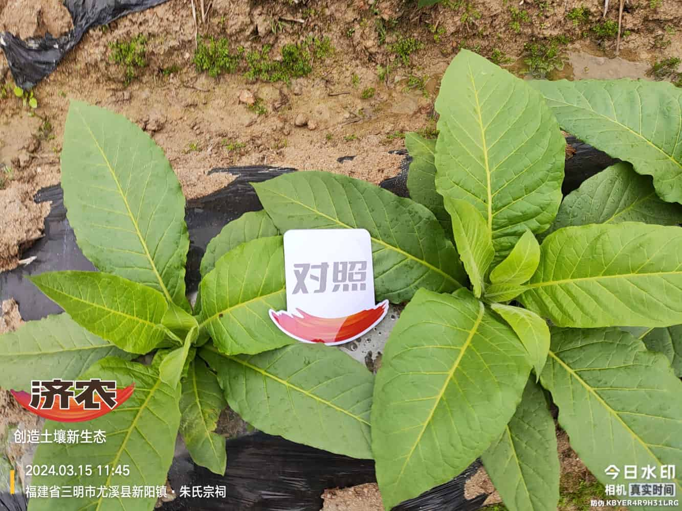 The Effect of Using Jinan Agricultural Products in Fujian Flue-cured Tobacco(图6)