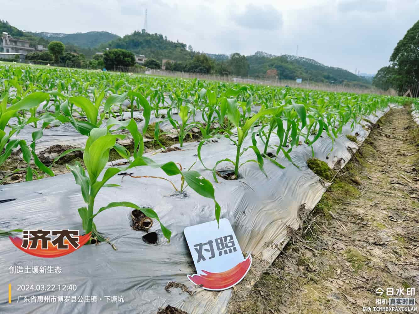 The effect of using agricultural products in Guangdong corn(图4)