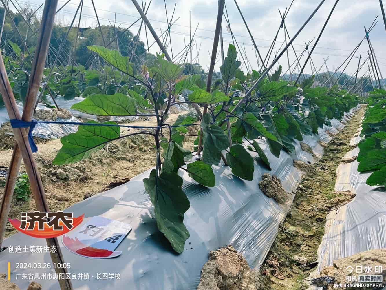 The effect of using agricultural products in Guangdong eggplants(图3)