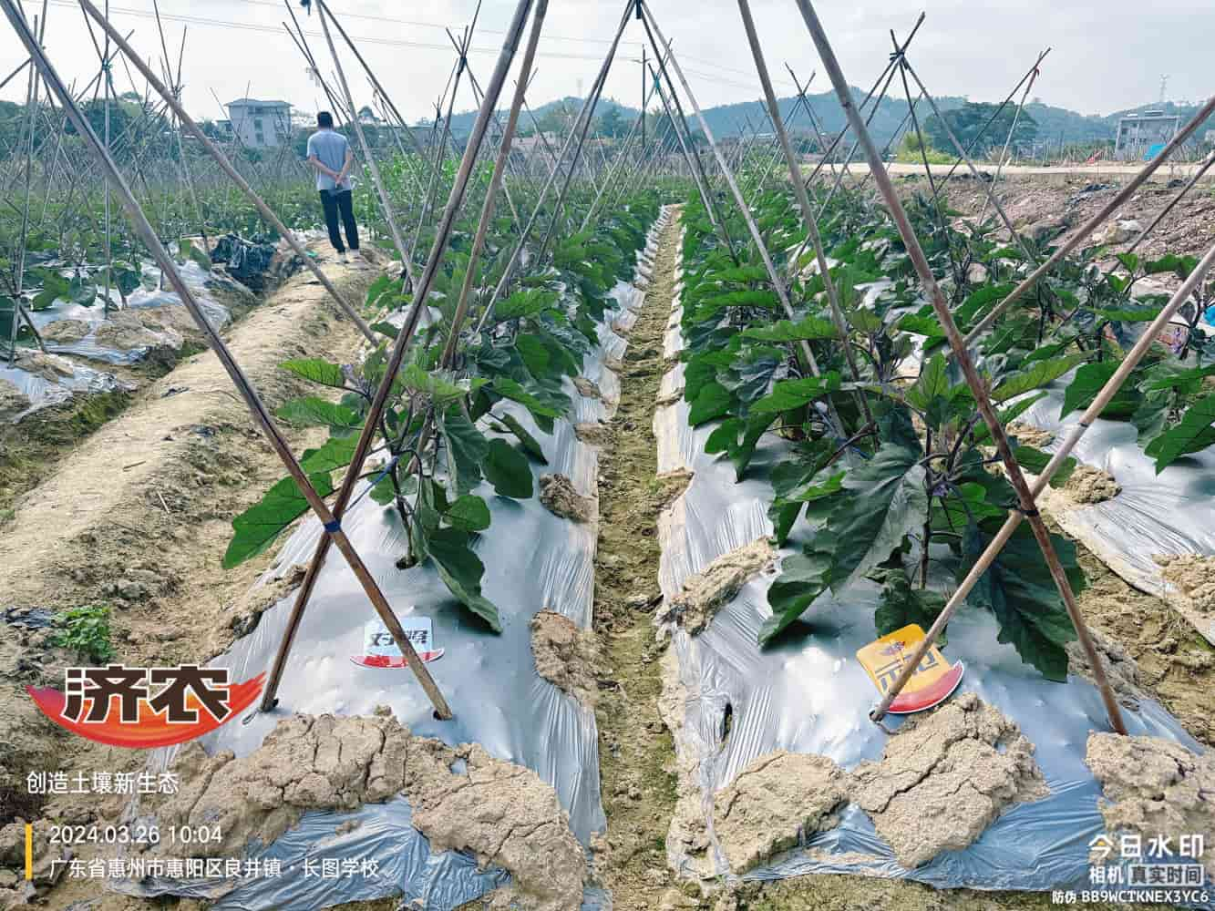 The effect of using agricultural products in Guangdong eggplants(图1)