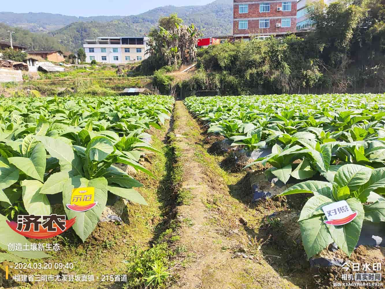 The Effect of Using Jinan Agricultural Products in Fujian Flue-cured Tobacco(图1)