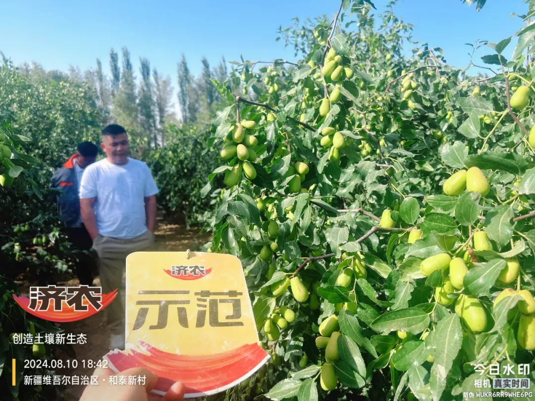 It is a happy land for farmers to help Hotan Jade Jujube to be fruity and beautiful!(图2)