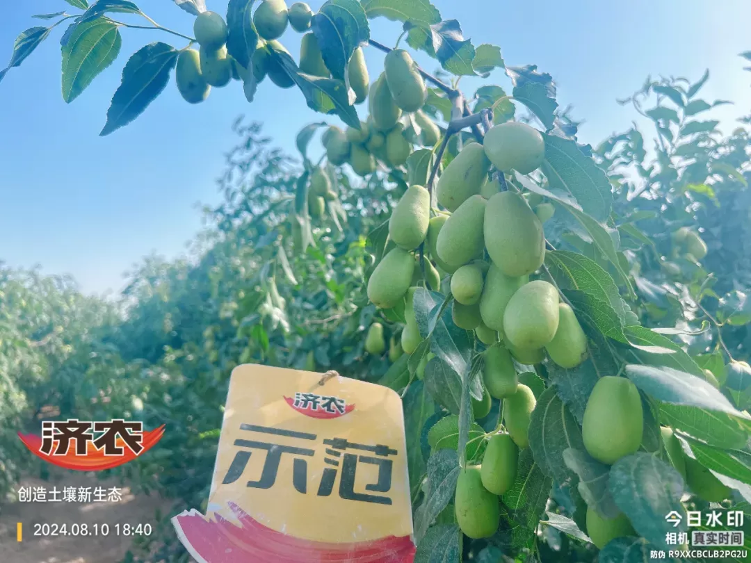 It is a happy land for farmers to help Hotan Jade Jujube to be fruity and beautiful!(图3)