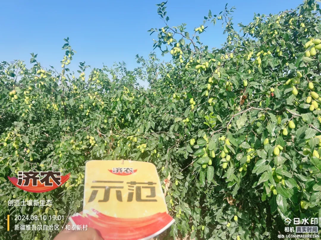 It is a happy land for farmers to help Hotan Jade Jujube to be fruity and beautiful!(图5)