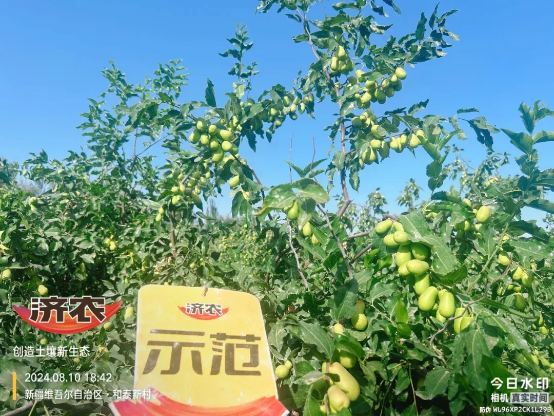 It is a happy land for farmers to help Hotan Jade Jujube to be fruity and beautiful!(图4)