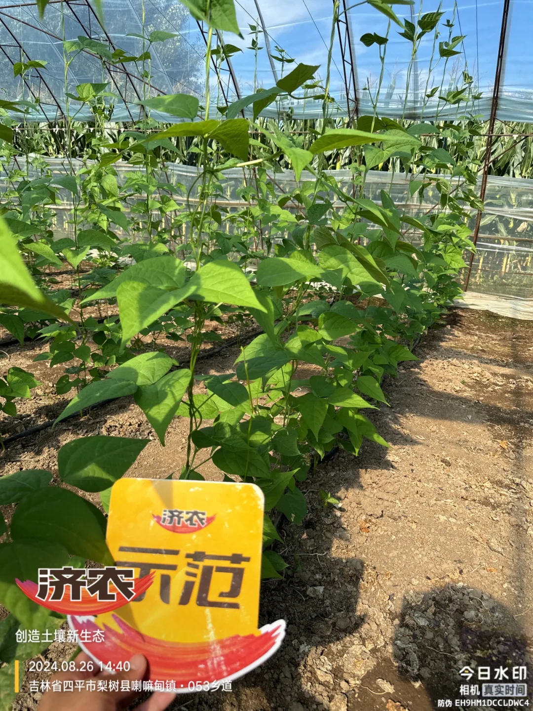 New Choice for High Quality Bean Planting with Jinan Big Mouth Root(图3)