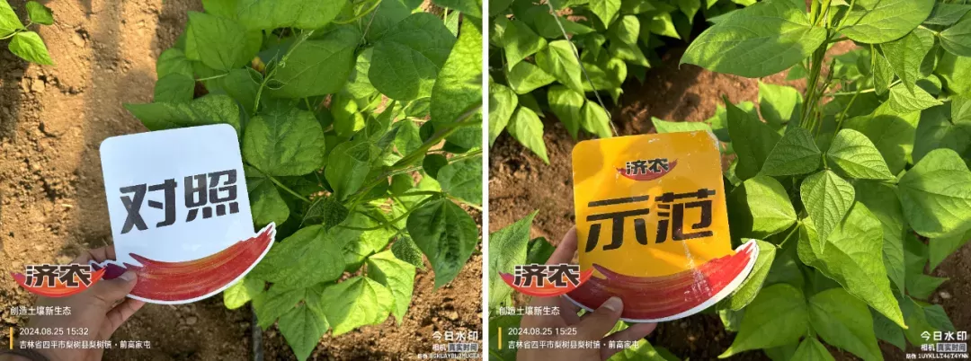 Ji Nong Duo Yang, make soaked beans turn green in 4 days!(图4)